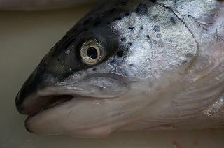 鮭の捌き方 ウロコ取り方は三種類 それぞれ板前解説 鮭の三枚卸しも解説 和食のわ