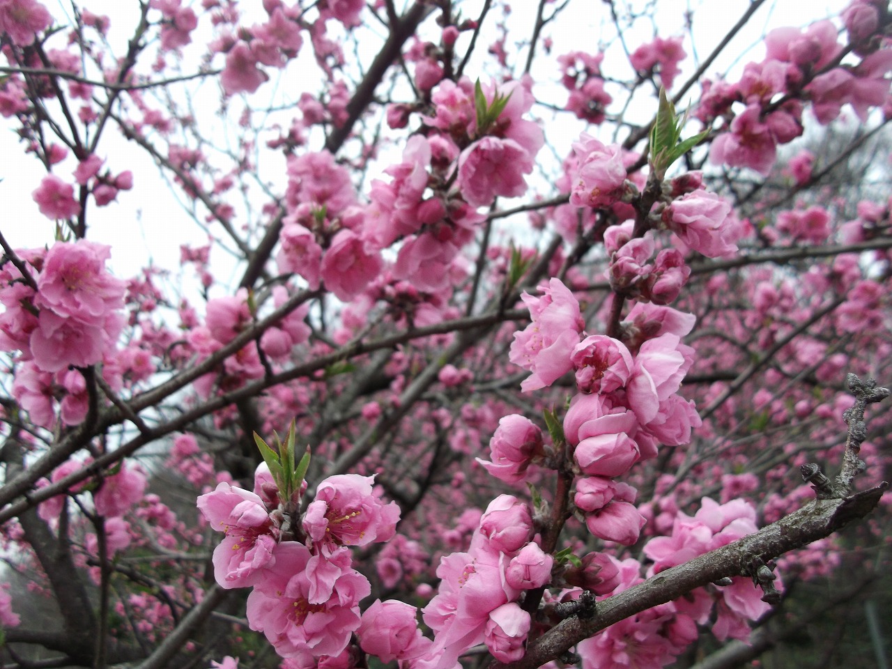 桃の花を和食で使う方法 素晴らしい料理に大変身 3月の料理演出には桃の花 塩島 箸置き 和食のわ
