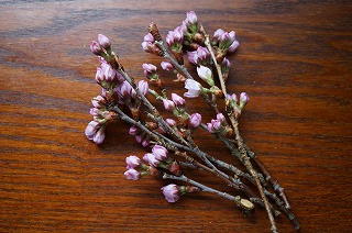 桜の花 桜の小枝 日本料理での使い方 和食の飾りを考えます 上勝の葉っぱも紹介します 和食のわ